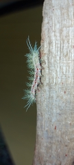 Automeris zozimanaguana