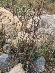 Porophyllum coloratum