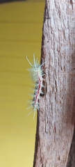 Automeris zozimanaguana
