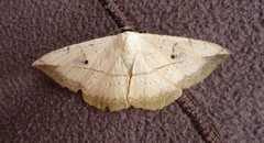 Hypopyra vespertilio