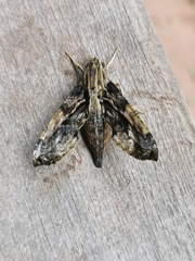 Eupanacra