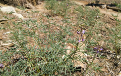 Lupinus hyacinthinus