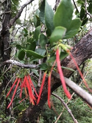 Tristerix corymbosus