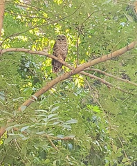 Strix occidentalis lucida