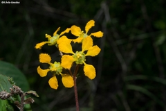 Aspicarpa hirtella