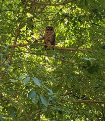 Strix occidentalis lucida