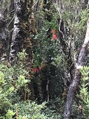 Tristerix corymbosus
