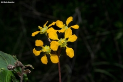 Aspicarpa hirtella