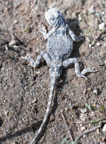 Persian Toad-headed Agama, Phrynocephalus persicus