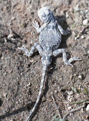 Phrynocephalus persicus