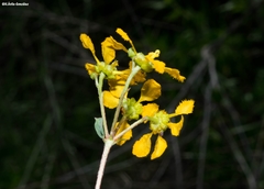 Aspicarpa hirtella