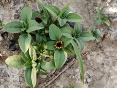 Sanvitalia ocymoides