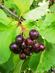 Crataegus chlorosarca