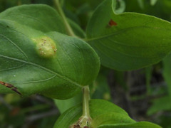 Puccinia anisacanthi