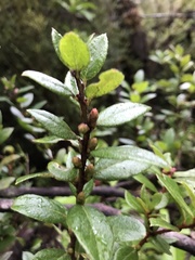 Gaultheria insana