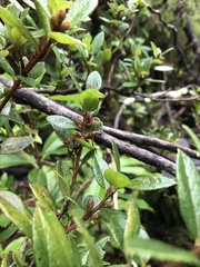 Gaultheria insana