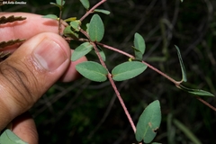 Aspicarpa hirtella