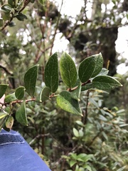 Gaultheria insana