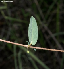 Aspicarpa hirtella