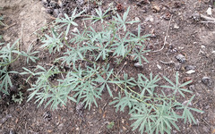 Lupinus hyacinthinus