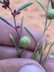 Phyllanthus warnockii