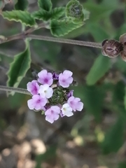 Lantana achyranthifolia