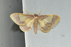 Idaea basinta