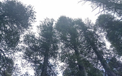 Pinus contorta murrayana