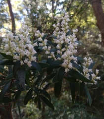 Leucopogon affinis
