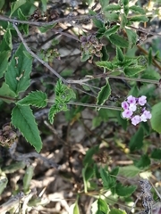 Lantana achyranthifolia
