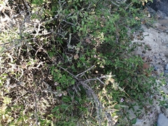 Lantana achyranthifolia