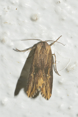 Crambodes talidiformis
