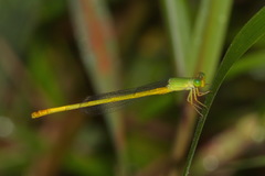 Ceriagrion indochinense
