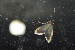 Pyrausta demantrialis