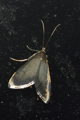 Pyrausta demantrialis