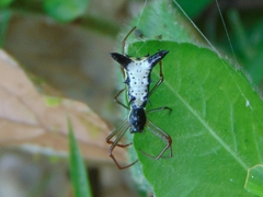 Micrathena balzapamba