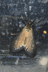 Pyrausta demantrialis