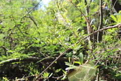 Forestiera angustifolia