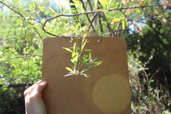 Forestiera angustifolia