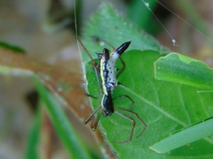 Micrathena balzapamba