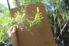 Forestiera angustifolia