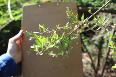 Forestiera angustifolia