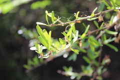 Forestiera angustifolia