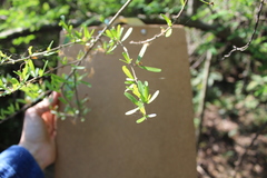 Forestiera angustifolia