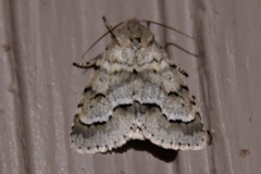 Acronicta innotata