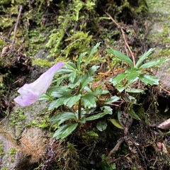 Lysionotus pauciflorus