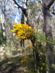 Phyllota phylicoides