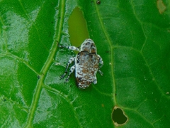 Peridinetus irroratus