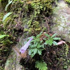 Lysionotus pauciflorus