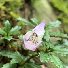Lysionotus pauciflorus